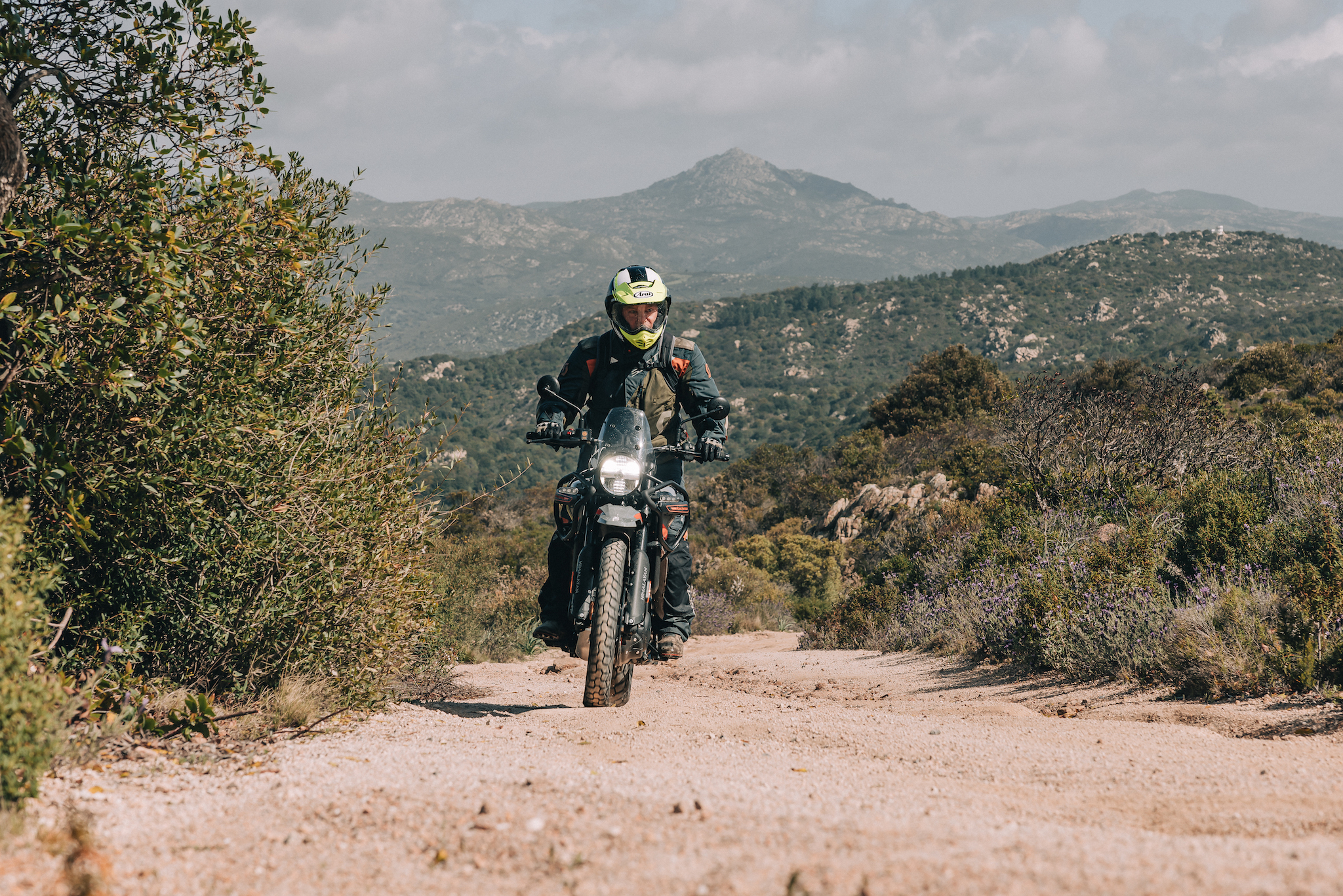 nouvelle Himalayan
