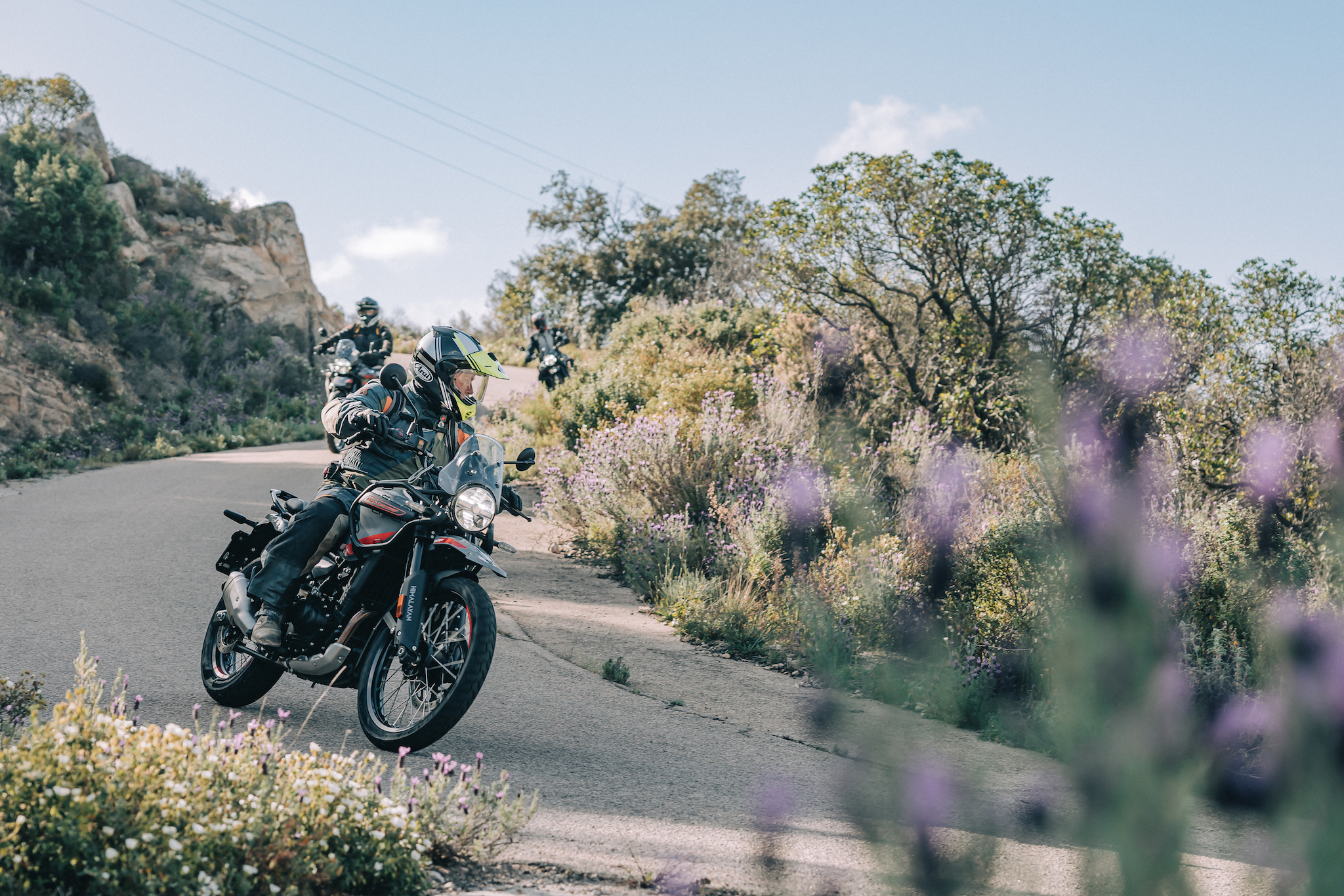 nouvelle Himalayan