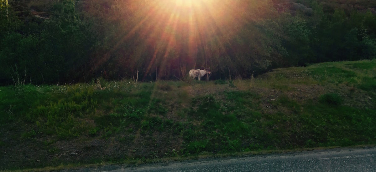 Cap au Nord, des moutons et des rennes