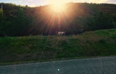 Cap au Nord, des moutons et des rennes :: Oslo - Nordkapp Etape 7